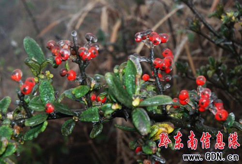 �P�ﵹ������ ������С��ɽ��ֲ���Y�����D��