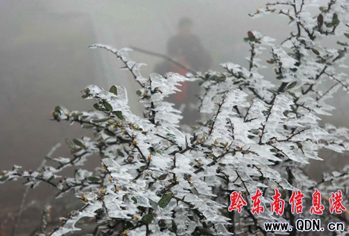 �P�ﵹ������ ������С��ɽ��ֲ���Y�����D��