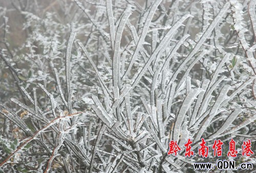 �P�ﵹ������ ������С��ɽ��ֲ���Y�����D��