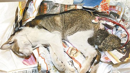 �_��ʿ������Ű����؈��֪�ڸ�������(�D)