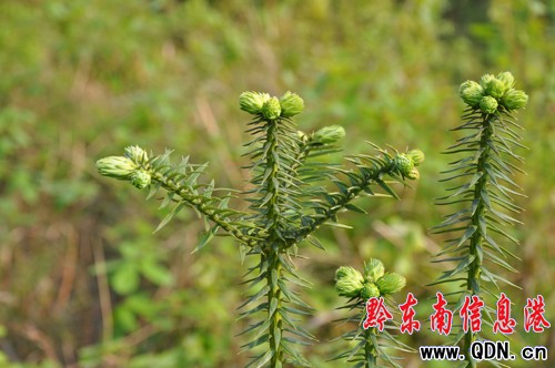 �˹�������Сɽ�� �������ڴ����꣨�D��