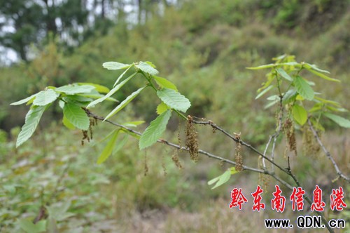 �˹�������Сɽ�� �������ڴ����꣨�D��