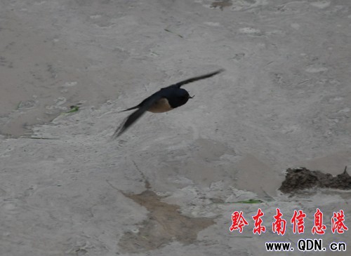 �Bҹ�������æ �l�������[���������D��