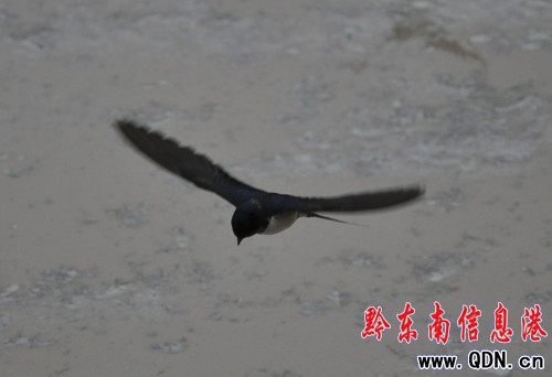 �Bҹ�������æ �l�������[���������D��