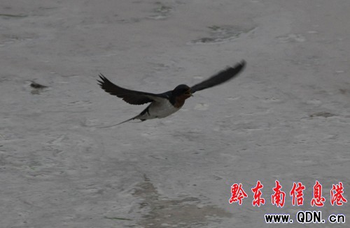 �Bҹ�������æ �l�������[���������D��