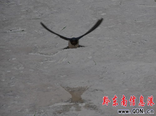 �Bҹ�������æ �l�������[���������D��