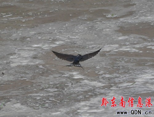 �Bҹ�������æ �l�������[���������D��