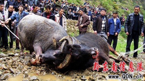 ��ƽ�������塰��Ķ�ţ�� �g�����������M�D��