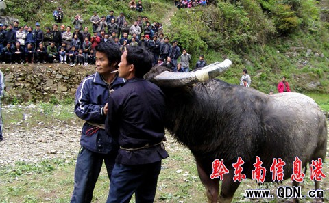 ��ƽ�������塰��Ķ�ţ�� �g�����������M�D��