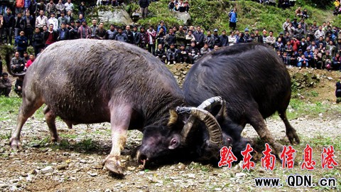 ��ƽ�������塰��Ķ�ţ�� �g�����������M�D��