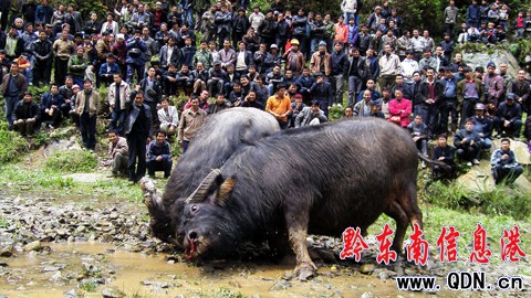 ��ƽ�������塰��Ķ�ţ�� �g�����������M�D��