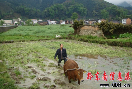 �\��ţ�R�f���[�������D��