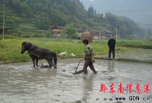 �\��ţ�R�f���[�������D��