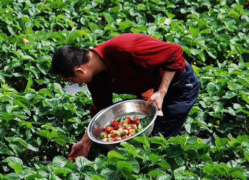 ��˾��ժ��ݮ������ ����������ĩ������