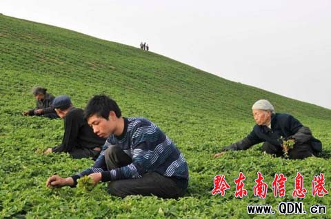 ���r(n��ng)��Ǻ��а���ɽ12��l(f��)չ��ˎ�ģ��D��