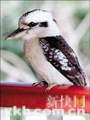 ����Ц���B(ni��o)��؝�԰l(f��)�� �w�����y�U(xi��n)��Ȯ��(�D)