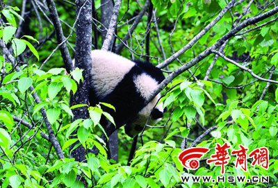 ���{܇�(du��)���^(q��)�l(f��)�F(xi��n)Ұ������؈��˯��֦��(�D)