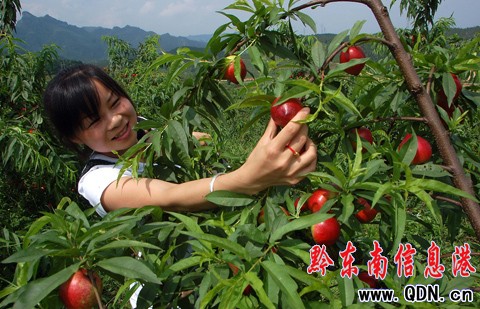 ʩ�����Mɽ���@�t �����ο�ժ���ң��D��