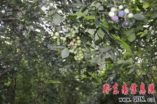 ��ʡ�{ݮ�о��@ͻ�� ��ʳ�ÿɷ����K�w�S��(�D)