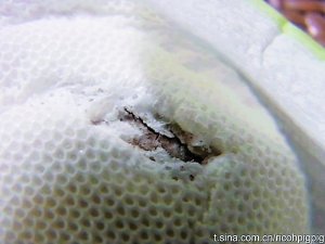 �o�挚�l�������F����������