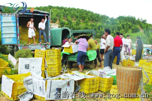 �\��7000���������������N���ϏV���F�