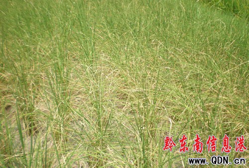 ����Ͷ��180�fԪȫ���������磨�M�D��