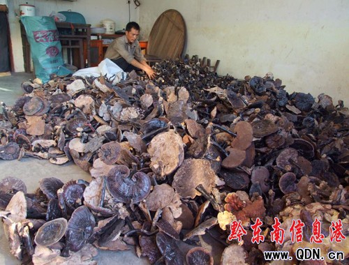 ����Ұ���`֥�M���Sʢ�ڂ�����A���D��