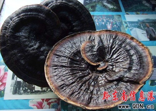 ����Ұ���`֥�M���Sʢ�ڂ�����A���D��