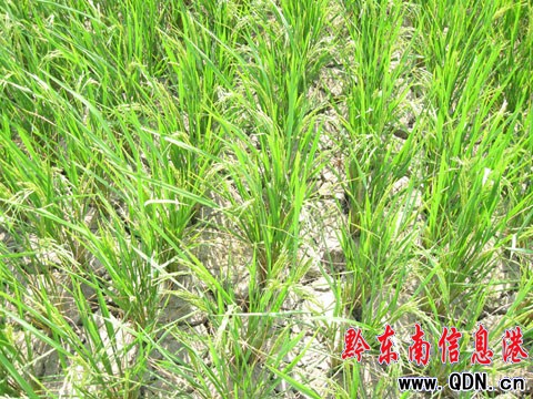 ������F��Ҋ�ɺ����� �r����l�R�^��(�M�D)