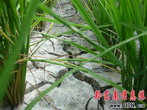 ������F��Ҋ�ɺ����� �r����l�R�^��(�M�D)