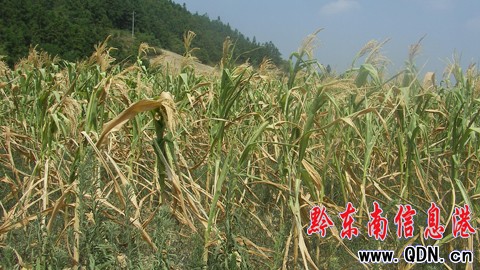 ������F��Ҋ�ɺ����� �r����l�R�^��(�M�D)