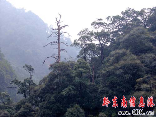 ��Ȼ����ɽ�f��������ԭʼɭ�־��^���M�D��