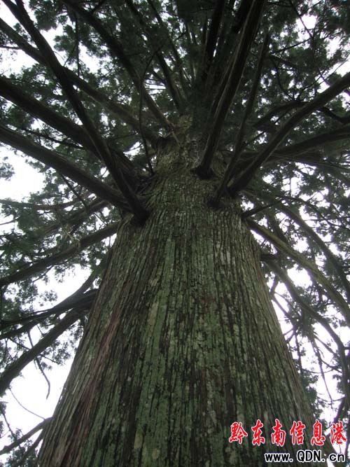 ��Ȼ����ɽ�f��������ԭʼɭ�־��^���M�D��