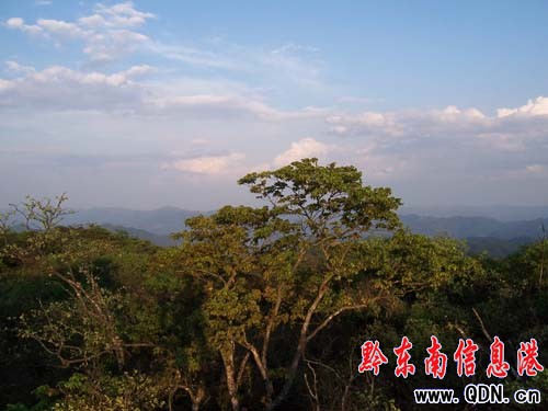 ��Ȼ����ɽ�f��������ԭʼɭ�־��^���M�D��