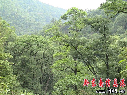 ��Ȼ����ɽ�f��������ԭʼɭ�־��^���M�D��