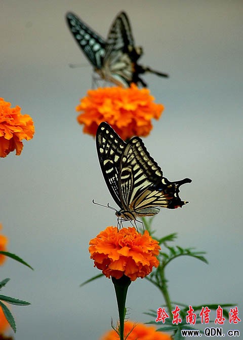 ����r�� �r���`������o�������������裨�M�D��