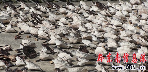 �\���h�r(n��ng)�񄢑��ҷNֲ�`֥ϲ�@�S��