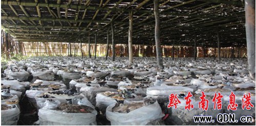 �\���h�r(n��ng)�񄢑��ҷNֲ�`֥ϲ�@�S��