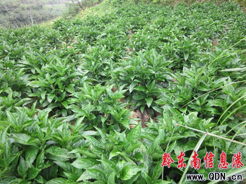 ���Ӿ��������{(l��n)���L(zh��ng)��(sh��)�ã��D��