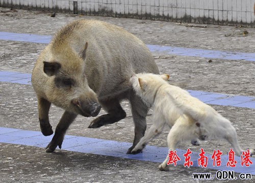 ��˾�CȮ���ăɓ�ǧ� ���Ұ�i���߄٣��D��