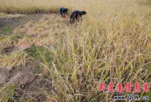 ��կ�����\���׸��r(n��ng)�ң��D��