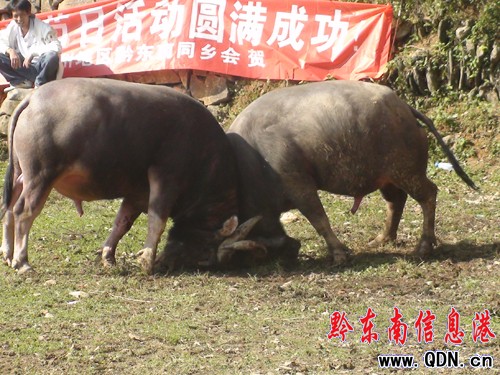 �����h�f�˚g�ȡ����������Ļ��������D��