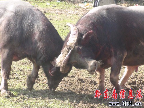 �����h�f�˚g�ȡ����������Ļ��������D��