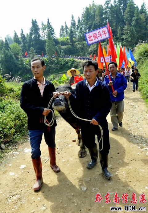 100����կȺ���R�����Fɽ���ǻ� �����迴��ţ