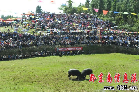 100����կȺ���R�����Fɽ���ǻ� �����迴��ţ