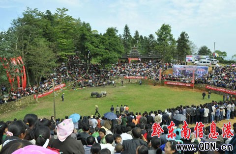 100����կȺ���R�����Fɽ���ǻ� �����迴��ţ