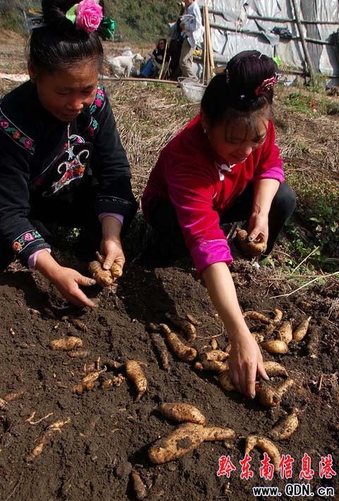 �r��ԡ��з�� ���g���^�N�������飨�M�D��