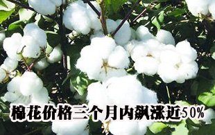 �޻��r�񡰸ߟ����y�� �������j�q��50%