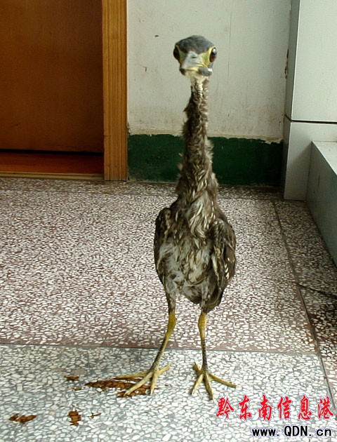 ��ϡ�����F�����w��ɽ���D��