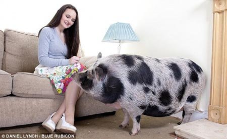 Ӣ��Ů���I���ٌ����i �Bһ���ɴ���i(�D)